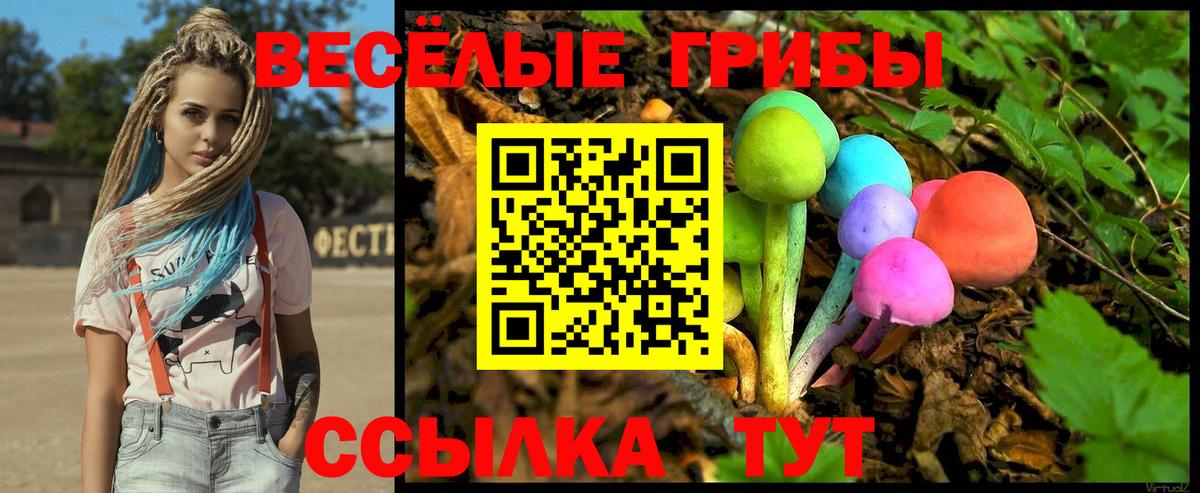 Галлюциногенные грибы Psilocybe Элиста